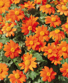 Tithonia rotundifolia Fiesta del Sol