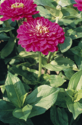 Zinnia
elegans
Benary's Giant
Purple