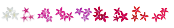 Pentas
lanceolata F₁
Graffiti® 20/20
Mix