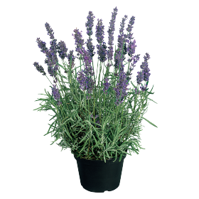 Lavandula angustifolia Hidcote 