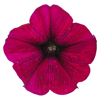
                        Petunia
             
                        x hybrida F₁
             
                        SUCCESS!® TR
             
                        Burgundy
            