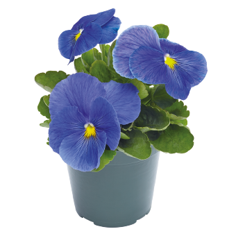 
                        Viola
             
                        wittrockiana F₁
             
                        Inspire® Plus
             
                        True Blue
            