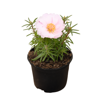 
                        Portulaca
             
                        grandiflora F₁
             
                        Sundial
             
                        Light Pink
            