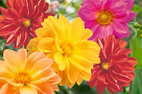   Gartenfreude® 
