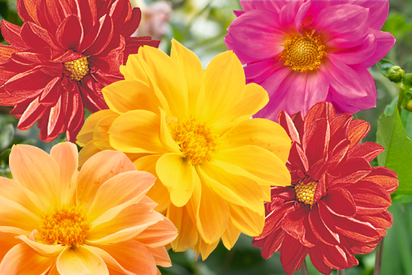 
                        Dahlia
             
                        variabilis
             
                        Gartenfreude®
            