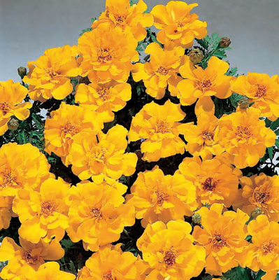 Tagetes
             
                        patula
             
                        Safari
             
                        Gold