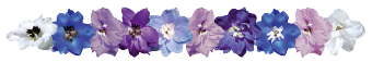 
                        Delphinium
             
                        hybrida
             
                        Benary's Pacific
             
                        Cameliard
            