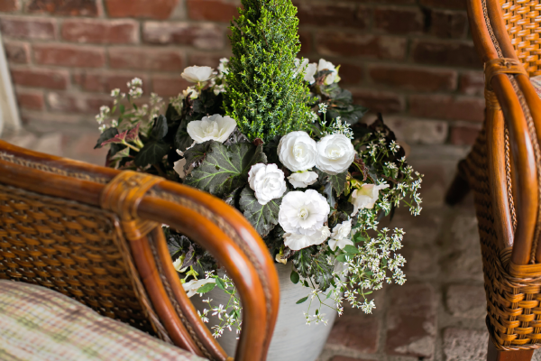Begonia
tuberhybrida F₁
Nonstop® Joy
Mocca White