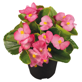   Sprint Plus Rose