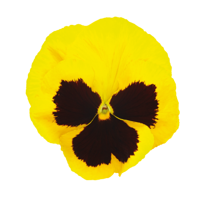 
                        Viola
             
                        wittrockiana F₁
             
                        Inspire® DeluXXe
             
                        Yellow Blotch
            