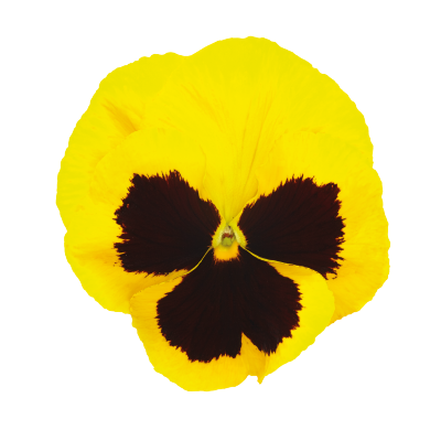 
                        Viola
             
                        wittrockiana F₁
             
                        Inspire® DeluXXe®
             
                        Yellow Blotch
            