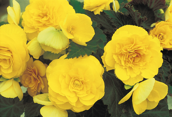 
                        Begonia
             
                        tuberhybrida F₁
             
                        Nonstop®
             
                        Yellow
            