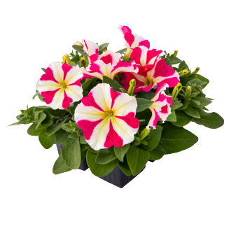 
                        Petunia
             
                        x hybrida F₁
             
                        BOOM!™ HD
             
                        Rose Star
            