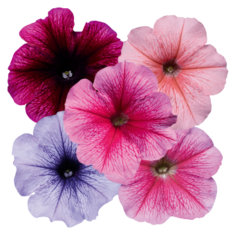 Petunia
x hybrida multiflora F₁
Celebrity
Ice Mix (incl. Peach Ice + Raspberyy Ice)