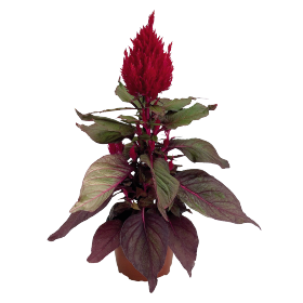 Celosia plumosa New Look® 