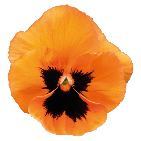   Inspire® Plus Orange Blotch