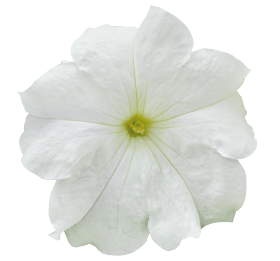 SUCCESS!® HD White
