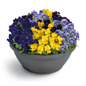 Viola
cornuta F₁
Admire®
California Mix