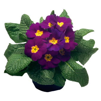 
                        Primula
             
                        elatior F₁
             
                        Piano
             
                        Violet
            