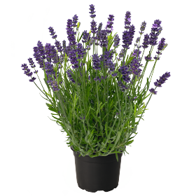 Lavandula angustifolia Chill-Out 