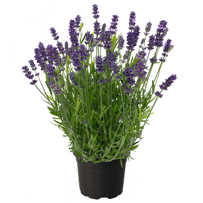 Lavandula angustifolia Chill-Out Blue | Benary