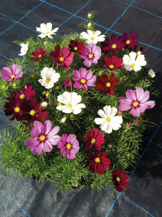 Cosmos bipinnatus Casanova Red | Benary