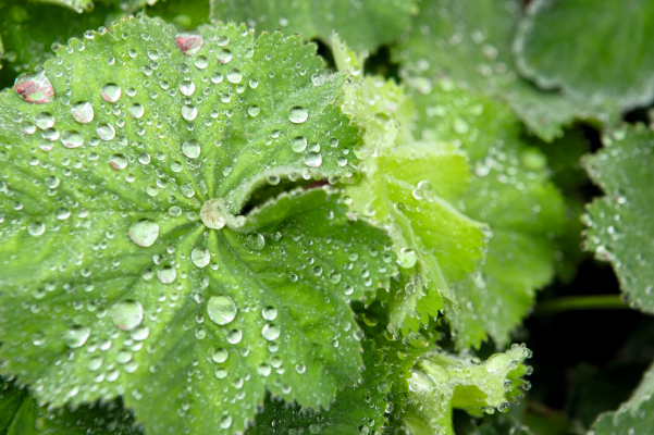 
                        Alchemilla
             
                        mollis
             
                        Thriller®
            