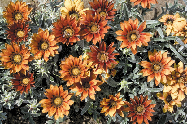 
                        Gazania
             
                        rigens
             
                        Talent®
             
                        Red Shades
            