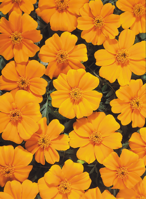 
                        Tagetes
             
                        patula
             
                        Disco
             
                        Orange
            