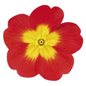 Primula elatior F₁ Crescendo® Bright Red