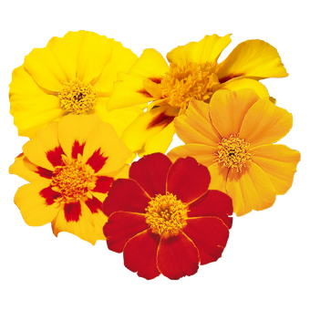 Tagetes
patula
Disco