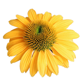   PollyNation™ Yellow