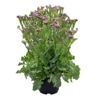 Limonium
             
                        sinuatum
             
                        Hipster™
             
                        Rose