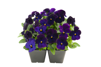 Viola
cornuta F₁
Admire®
Deep Blue