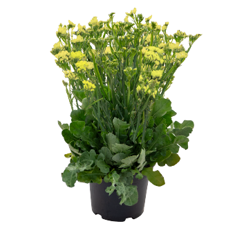 
                        Limonium
             
                        sinuatum
             
                        Hipster™
             
                        Yellow
            