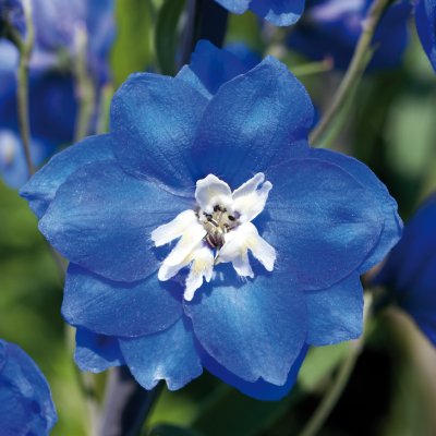 
                        Delphinium
             
                        hybrida
             
                        Benary's Pacific
             
                        Blue Bird
            