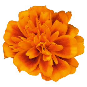   Super Hero Orange Bee