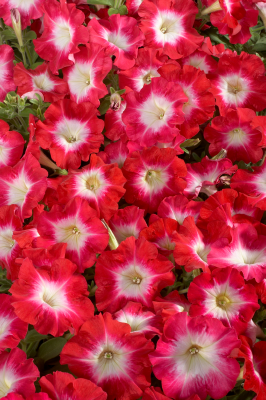 
                        Petunia
             
                        x hybrida F₁
             
                        Celebrity
             
                        Red Morn
            