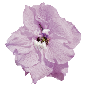   Benary's Pacific Astolat