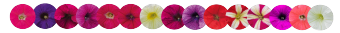 
                        Petunia
             
                        x hybrida grandiflora F₁
             
                        SUCCESS! 360°
             
                        Maxi Mix
            