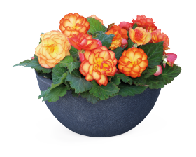 Begonia tuberhybrida F₁ Nonstop®