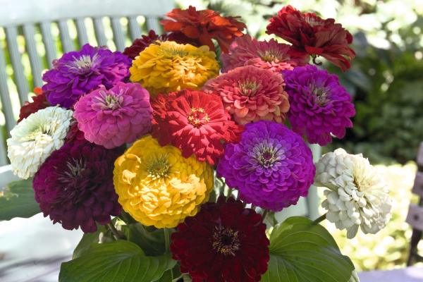 
                        Zinnia
             
                        elegans
             
                        Benary's Giant
             
                        Mix (excl. Lime)
            