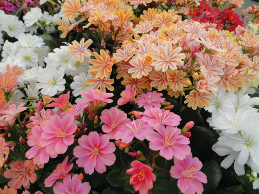 
                        Lewisia
             
                        cotyledon
             
                        Elise
             
                        Mix
            