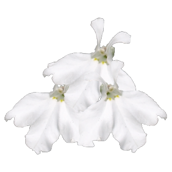 
                        Lobelia
             
                        erinus
             
                        Palace
             
                        White
            