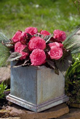 
                        Begonia
             
                        tuberhybrida F₁
             
                        Nonstop® Mocca
             
                        Pink Shades
            