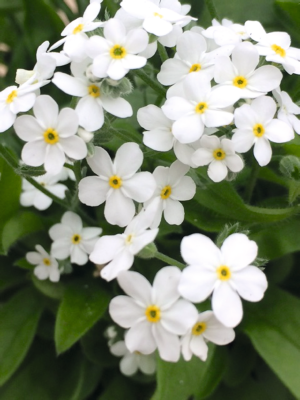 
                        Myosotis
             
                        sylvatica
             
                        Bellamy
             
                        White
            