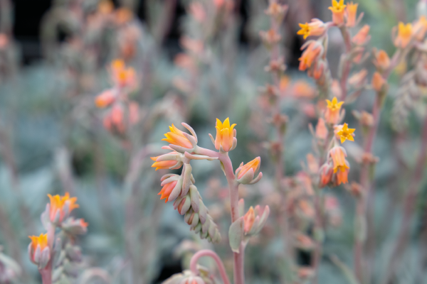 
                        Echeveria
             
                        peacockii
             
                        Urban
             
                        Orange
            