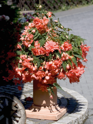 Begonia
             
                        tuberhybrida F₁
             
                        Illumination®
             
                        Salmon Pink