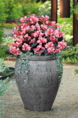 Begonia
x benariensis F₁
BIG
Pink Bronze Leaf