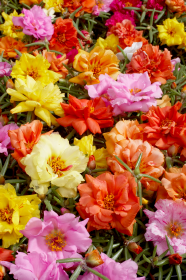 Portulaca grandiflora F₁ Sundial